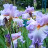 Iris "broken top"