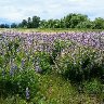 Lupine Prairie