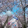 Cherry Blossoms 1