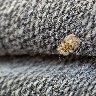 Oak Lace Bug