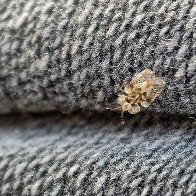 Oak Lace Bug res.JPG