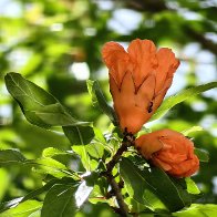 Pomegrante Flowers.jpg
