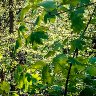 Spring Forest Greenery