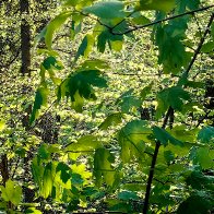 Spring Forest Greenery res.JPG