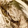 Western Hognose Snake