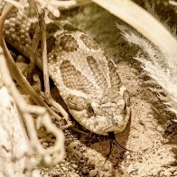 Western Hognose Snake.jpg