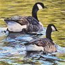 Canada Geese