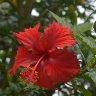 Red Hibiscus Flower