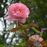 Pink Rose Flower