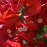 Red Bugambilia Flower