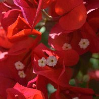 DSC_0044.jpg