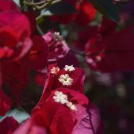 DSC_0060.jpg