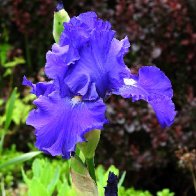 blue suede shoes iris .jpg