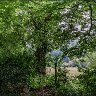 Forest edge.