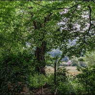 Tree and view 3 halved..jpg