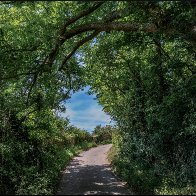 tree arch adjusted halved 2.-1.jpg