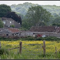 Buttercups on a run down farm 2.jpg