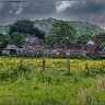 Buttercups on a run-down farm.