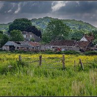 Buttercups on a run down farm.jpg