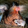 Hen and chicks