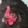 Little Black Hen
