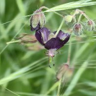 Hiding In The Meadow.jpg
