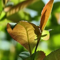 Japanese Flowering Quince Leafage res.jpg
