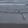 Soaring Gull