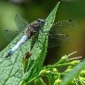 Chaser dragonfly.