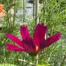 IMG_9888
