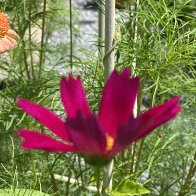 IMG_9888.jpeg