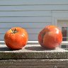 Two Tomatoes 