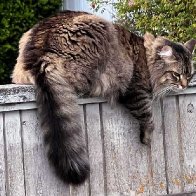 relaxed cat .jpg