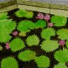 Lillies