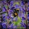 Busy bee on blue flowers.