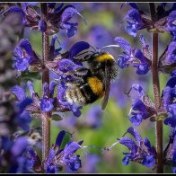 Blue flowers bee halved..jpg