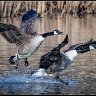 Landing Canada geese.