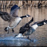 landing canada geese.jpg