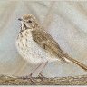 Song thrush bird