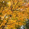 Maple 1