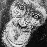 Chimp.jpg