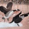 Coming in for a Landing! Two Geese