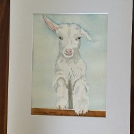 Baby goat-IMG_1186.jpg