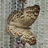 Junonia Atlites.jpg