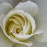 Pale Yellow