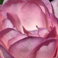 Pretty In Pink.jpg