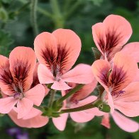 The Scarlet Geranium.jpg