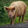 Scary pig encounter.
