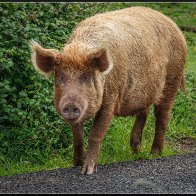 Large pig halved..jpg