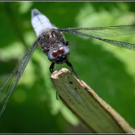 Crazy dragonfly 2 halved..jpg